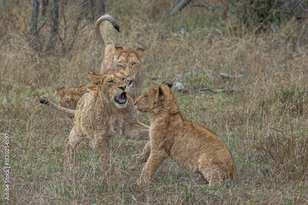 Fototapeta Lion Cubs at play