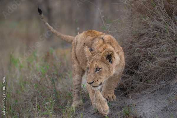 Fototapeta Lion cub checking its surroundings