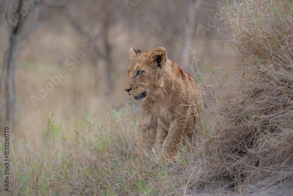 Fototapeta Lion cub checking the view