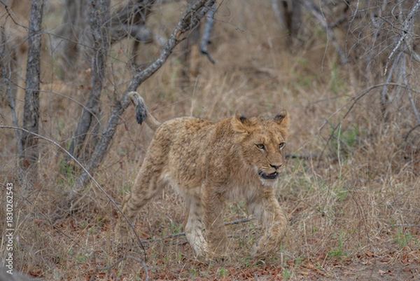 Obraz Lion cub marching through the grass