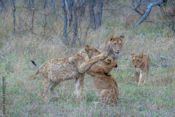 Fototapeta Lion Cubs at play