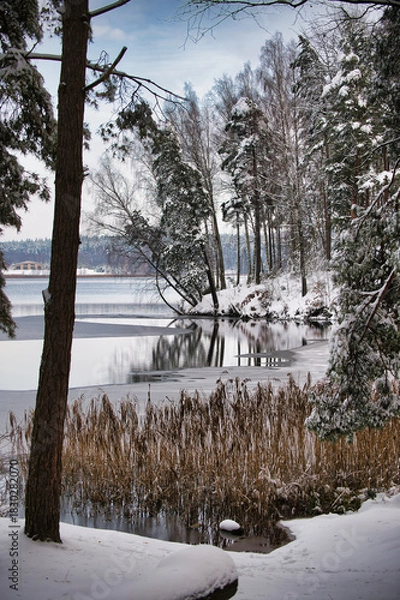 Fototapeta Winter Scene By Snowy Lakeside Forest With Reflections, Reeds, And Serene Frozen Shore