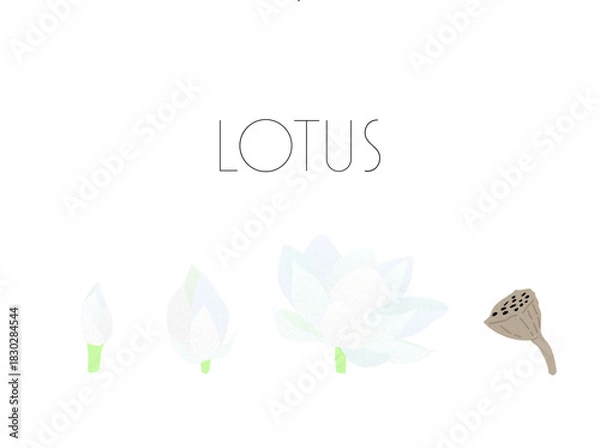 Fototapeta 蓮　睡蓮　花　カラーイラスト　ベクター