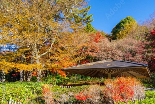Fototapeta 紅葉の綺麗な公園（愛知県豊田市　愛知県緑化センター）