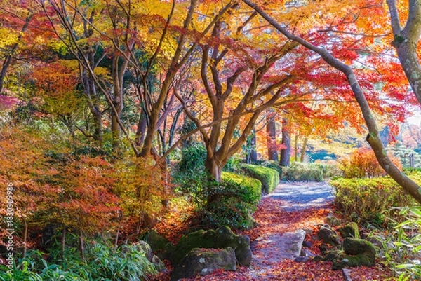 Fototapeta 紅葉に染まった散策路（愛知県豊田市　愛知県緑化センター）