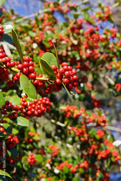 Fototapeta ヒイラギモチの赤い実