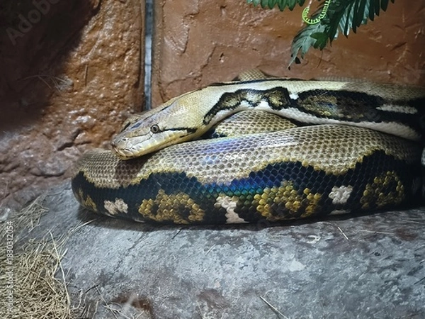 Fototapeta Closeup of Coiled Python Snake with Scaly Pattern