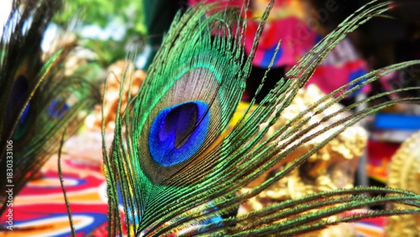Obraz Colorful peacock feather in closeup