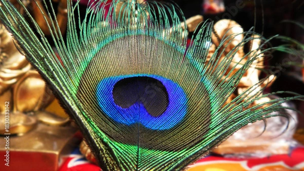 Obraz Colorful peacock feather in closeup