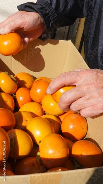 Obraz 庭で採れた柿を選り分けるシニア男性｜秋の果物と高齢者の手のクローズアップ