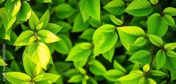 Obraz Vibrant green spring leaves forming a natural background,  detail,  foliage