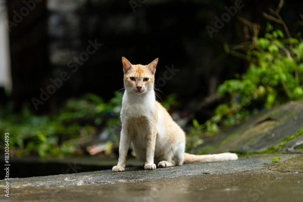 Fototapeta Indian cat