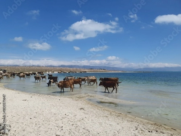 Obraz The cows on the beach