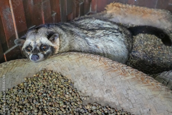 Obraz Luwak coffee is a selected coffee bean produced from the droppings of the civet cat.