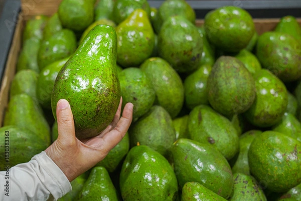 Obraz An organic avocado fruit which has size of an adult's palm