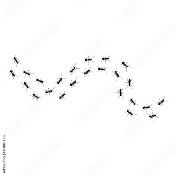 Fototapeta Ant Trail Line