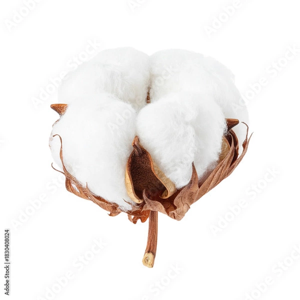 Fototapeta Cotton Bloom: Capturing the delicate beauty and soft texture of a single, pristine cotton bloom, ready for harvest.