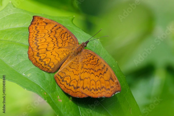 Obraz Common Castor Butterfly standing on a leaf, Thailand