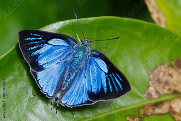 Obraz The Silver Royal butterfly standing on a leaf