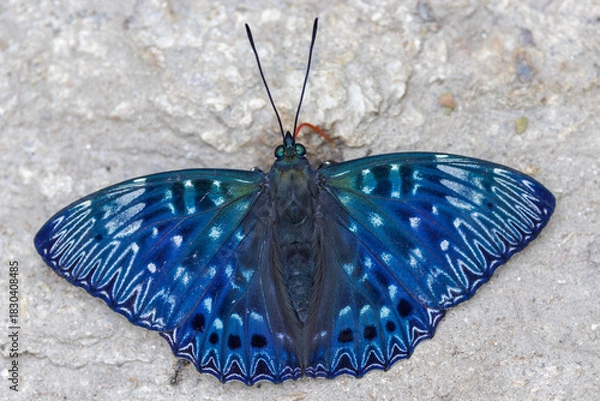 Obraz The Constable butterfly standing on a warm rock