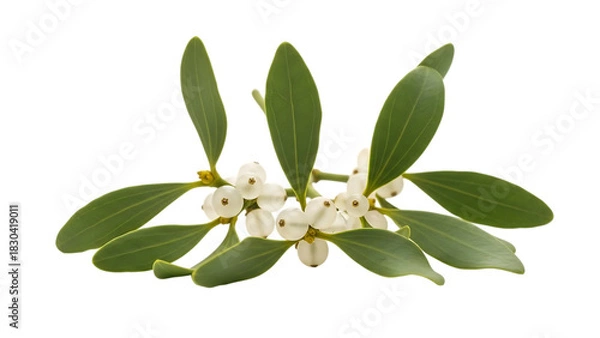 Fototapeta Sprig of mistletoe with white berries isolated on transparent background