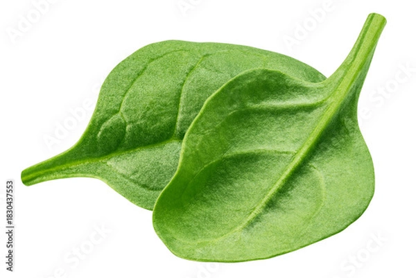 Fototapeta Spinach isolated, full depth of field