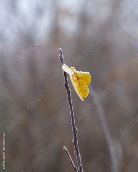 Obraz Single yellow autumn leaf with a delicate coating of hoarfrost, clinging to a bare twig.
