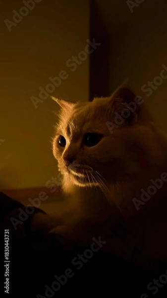 Obraz Cute domestic kitten portrait with bright eyes and black and white fur on a black background