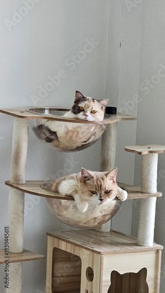 Obraz Cute kitten portrait looking at a sparrow on a plate