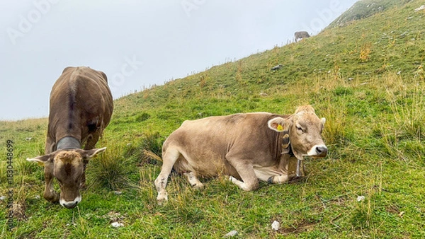 Obraz Cows Grazing in Swiss Alps