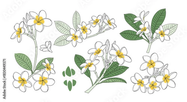 Fototapeta Hand-drawn collection of plumeria flowers with green leaves in a minimalist, sketchy style, featuring white petals and yellow centers.