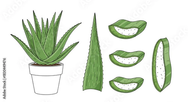 Fototapeta Detailed illustration of an aloe vera plant in a pot, alongside its individual leaf, and various cuts revealing the beneficial inner gel.