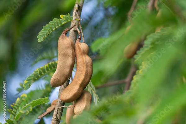 Fototapeta Close-up of tamarind hanging on a tree with green leaves