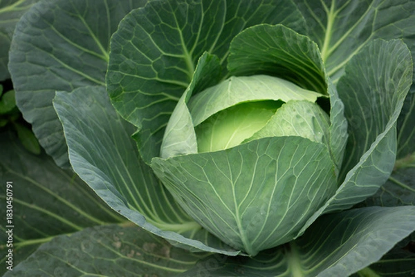 Fototapeta Close-up of a green cabbage with large leaves in a garden setting