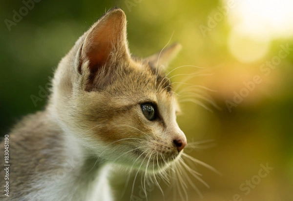 Fototapeta A side profile of a kitten with a focused gaze, bathed in warm sunlight against a green background