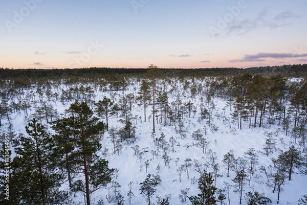 Fototapeta Scenic aerial view of a snow covered peat bog with scattered pine trees under a colorful peaceful winter sunset sky