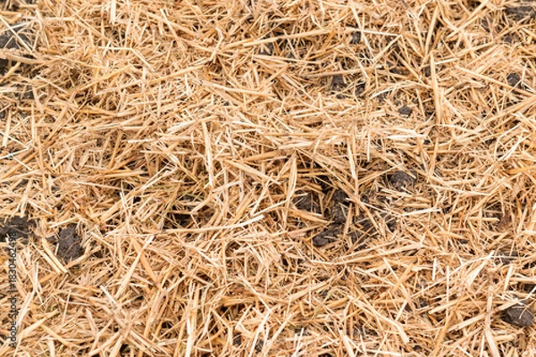 Obraz General stock.

Gardening. Straw used to as a winter covering and mulch on an allotment vegetable patch. 
