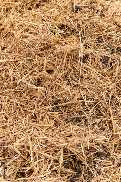 Obraz General stock.

Gardening. Straw used to as a winter covering and mulch on an allotment vegetable patch. 
