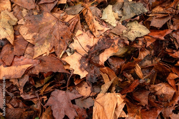 Obraz General stock.

Gardening. Autumn eaves used to as a winter covering and mulch on an allotment vegetable patch. 
