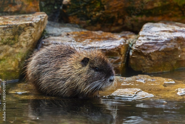 Fototapeta Nutria or coypu