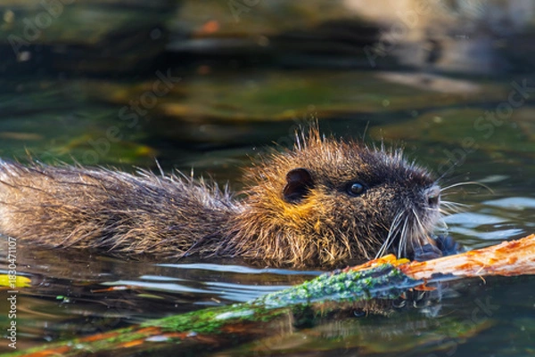 Fototapeta Nutria or coypu