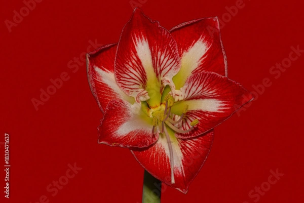 Obraz Amaryllis