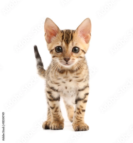 Obraz Kotek bengalski