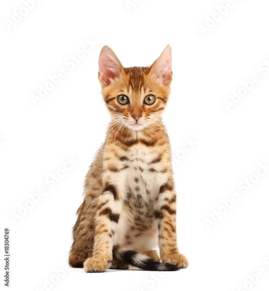 Fototapeta Bengal kitten