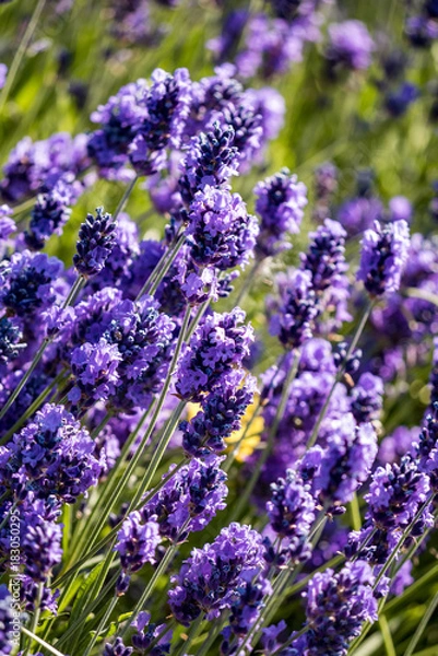 Obraz lavender field close-up