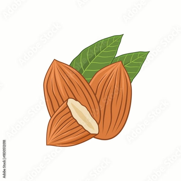 Obraz Almonds with leaves. Vector illustration