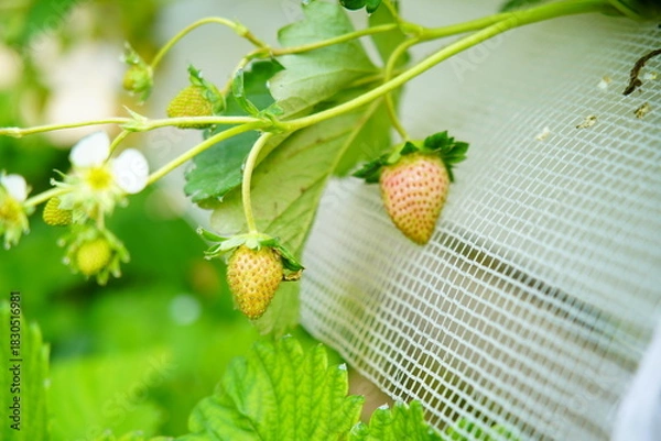 Fototapeta strawberries bloom and grow in greenhouses, making it easy to focus on the berries