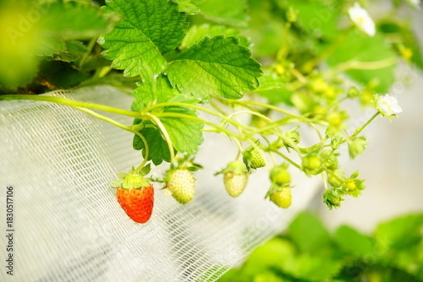 Fototapeta strawberries bloom and grow in greenhouses, making it easy to focus on the berries