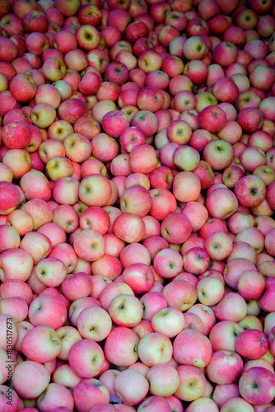 Fototapeta Branch of apple tree with many ripe red apples