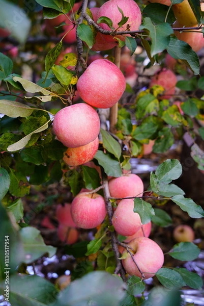Fototapeta Branch of apple tree with many ripe red apples